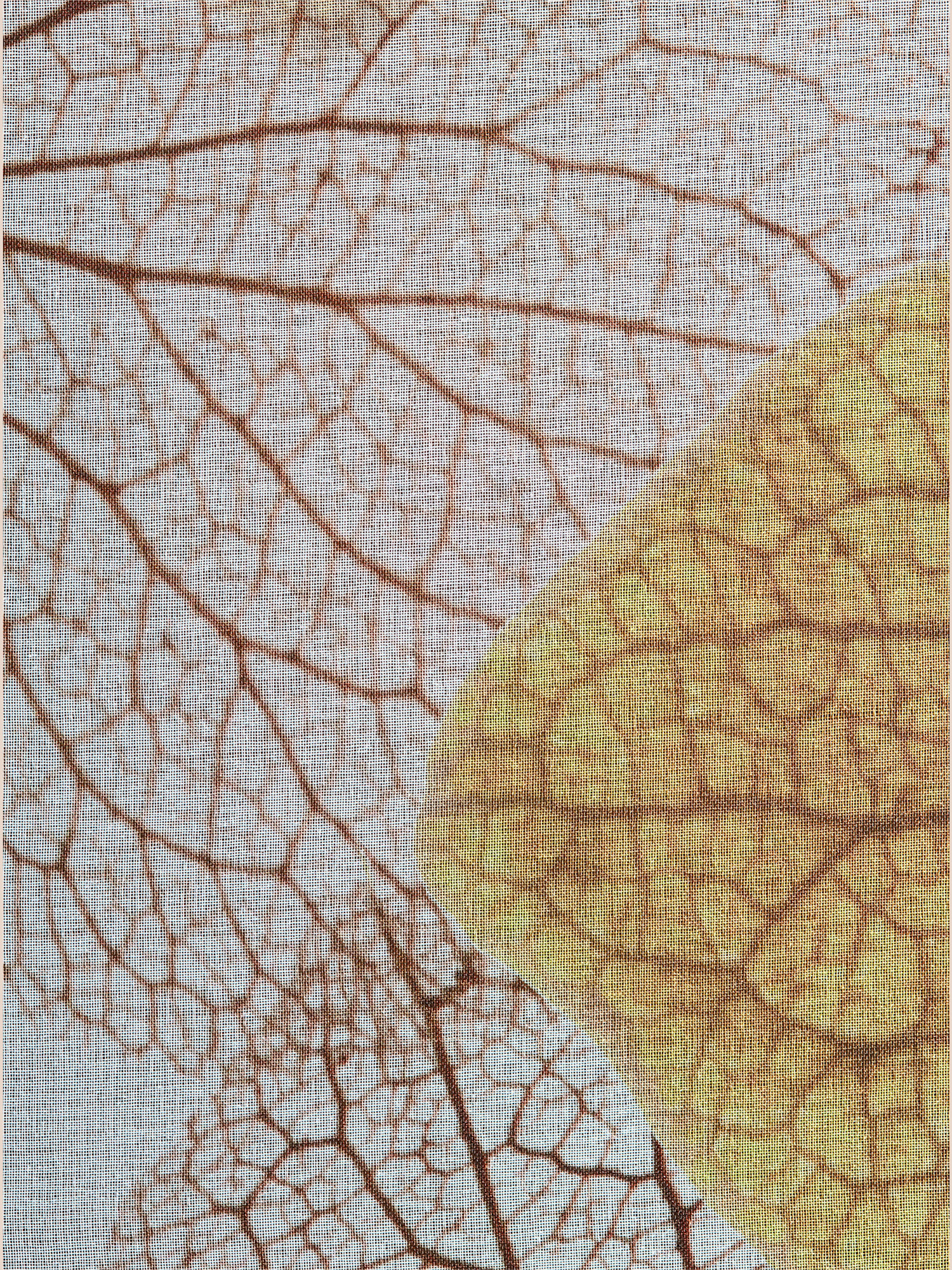 Rideaux, Œillets, blanc uni, taille 245x135 cm, helline home - helline